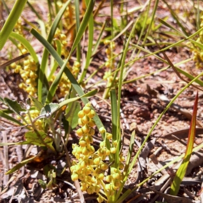 Lomandra filiformis (Wattle Mat-rush) at Dunlop, ACT - 3 Nov 2014 by EmmaCook