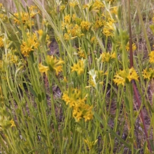 Pimelea curviflora var. sericea at Belconnen, ACT - 3 Nov 2014