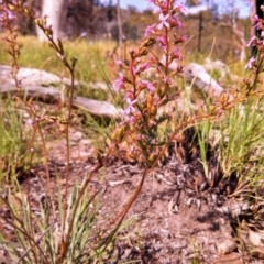 Stylidium graminifolium (Grass Triggerplant) at Cook, ACT - 2 Nov 2014 by EmmaCook