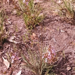 Stylidium graminifolium at Cook, ACT - 3 Nov 2014 12:00 AM