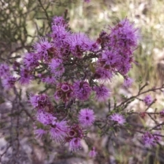 Kunzea parvifolia (Violet Kunzea) at Dunlop, ACT - 2 Nov 2014 by EmmaCook