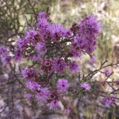 Kunzea parvifolia (Violet Kunzea) at Dunlop, ACT - 2 Nov 2014 by EmmaCook