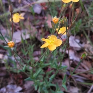 Hypericum gramineum at Belconnen, ACT - 3 Nov 2014