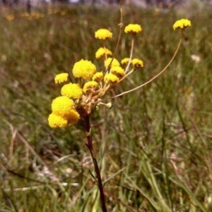 Craspedia sp. at Hall, ACT - suppressed