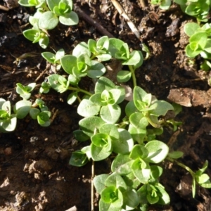 Lysimachia arvensis at Hall, ACT - 3 Aug 2015