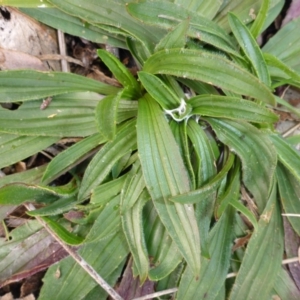 Plantago lanceolata at Hall, ACT - 3 Aug 2015