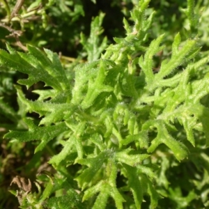 Senecio bathurstianus at Hall, ACT - 3 Aug 2015 02:32 PM