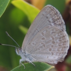 Zizina otis (Common Grass-Blue) at Conder, ACT - 22 Mar 2015 by michaelb