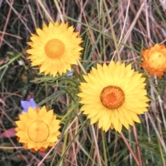 Xerochrysum viscosum (Sticky Everlasting) at Wanniassa Hill - 6 Nov 2014 by EmmaCook