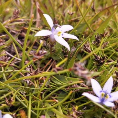 Isotoma fluviatilis subsp. australis (Swamp Isotome) at Wanniassa Hill - 5 Nov 2014 by EmmaCook