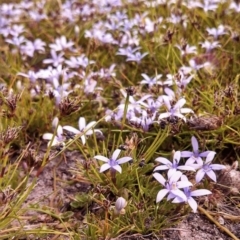 Isotoma fluviatilis subsp. australis at Wanniassa Hill - 6 Nov 2014