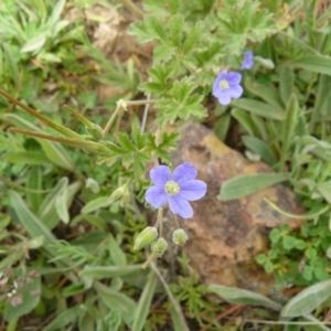 Erodium crinitum at Belconnen, ACT - 2 Oct 2009