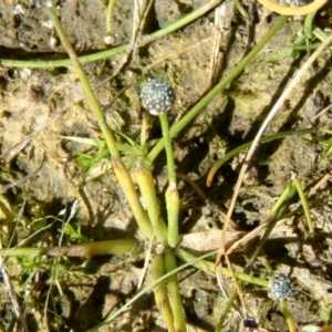 Eriocaulon scariosum at Farrer Ridge - 3 Apr 2015