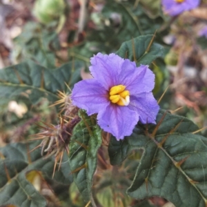 Solanum cinereum at Wanniassa Hill - 6 Nov 2014