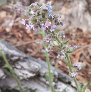 Cynoglossum australe at Wanniassa Hill - 6 Nov 2014