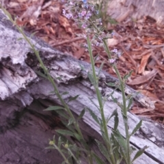 Cynoglossum australe at Wanniassa Hill - 6 Nov 2014