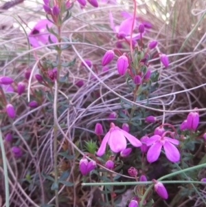 Tetratheca bauerifolia at Booth, ACT - 9 Oct 2014