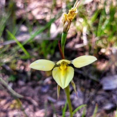 Diuris chryseopsis (Golden Moth) at Molonglo River Reserve - 1 Oct 2014 by EmmaCook