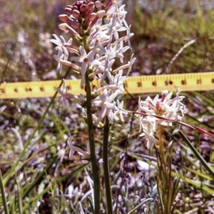 Stackhousia monogyna at Molonglo River Reserve - 2 Oct 2014 12:00 AM