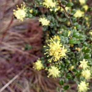 Phebalium squamulosum subsp. ozothamnoides at Booth, ACT - 9 Oct 2014