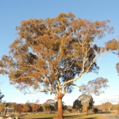 Eucalyptus melliodora (Yellow Box) at Forde, ACT - 6 Aug 2015 by MichaelBedingfield