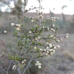 Cryptandra amara (Bitter Cryptandra) at Tennent, ACT - 13 Aug 2015 by michaelb