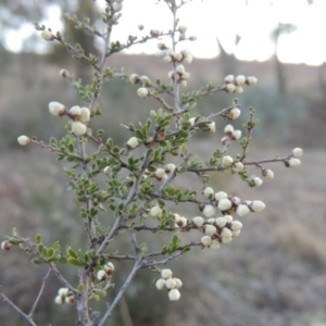 Cryptandra amara at Tennent, ACT - 13 Aug 2015