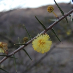 Acacia ulicifolia (Prickly Moses) at Tennent, ACT - 13 Aug 2015 by MichaelBedingfield