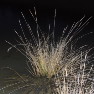 Carex appressa at Tennent, ACT - 13 Aug 2015