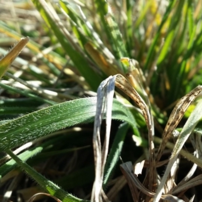 Nassella neesiana (Chilean Needlegrass) at Lyneham, ACT - 13 Aug 2015 by joshua_thomson