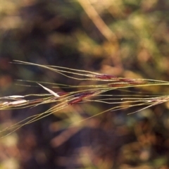 Nassella neesiana (Chilean Needlegrass) at Yarralumla, ACT - 13 Apr 2007 by michaelb