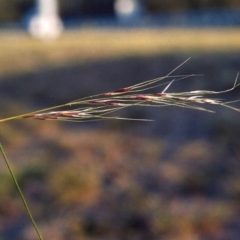 Nassella neesiana at Yarralumla, ACT - 14 Apr 2007