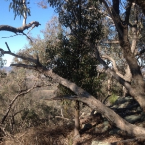 Brachychiton populneus subsp. populneus at Isaacs Ridge - 14 Aug 2015