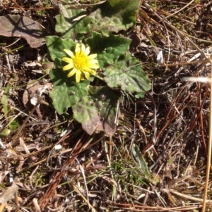 Cymbonotus sp. (preissianus or lawsonianus) at Isaacs Ridge - 14 Aug 2015 02:43 PM