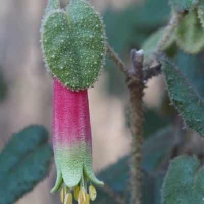 Correa reflexa var. reflexa (Common Correa, Native Fuchsia) at Stromlo, ACT - 13 Aug 2015 by KenT