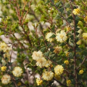 Acacia gunnii at Cotter River, ACT - 14 Aug 2015 11:46 AM