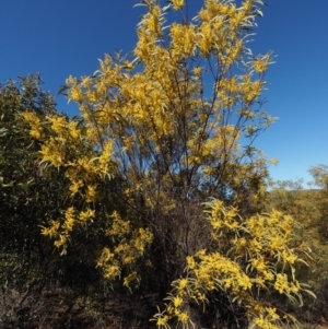 Acacia rubida at Cotter River, ACT - 14 Aug 2015