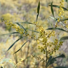 Acacia rubida at Cotter River, ACT - 14 Aug 2015 10:03 AM