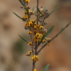 Daviesia mimosoides subsp. mimosoides at Cotter River, ACT - 29 Oct 2014 by KenT