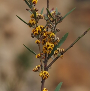 Daviesia mimosoides subsp. mimosoides at Cotter River, ACT - 30 Oct 2014 07:53 AM