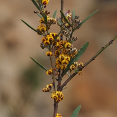 Daviesia mimosoides subsp. mimosoides at Lower Cotter Catchment - 29 Oct 2014 by KenT