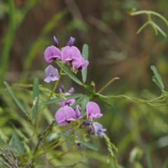 Glycine clandestina (Twining Glycine) at Lower Cotter Catchment - 29 Oct 2014 by KenT