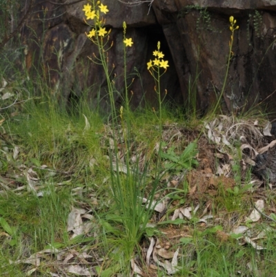 Bulbine glauca (Rock Lily) at Cotter River, ACT - 29 Oct 2014 by KenT