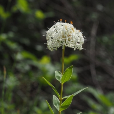 Pimelea treyvaudii (Grey Riceflower) at Cotter River, ACT - 30 Oct 2014 by KenT