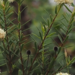 Pimelea treyvaudii at Cotter River, ACT - 30 Oct 2014 08:32 AM