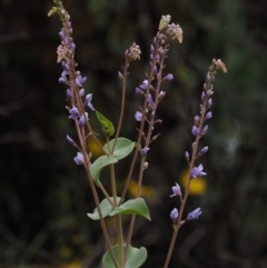 Veronica perfoliata (Digger's Speedwell) at Cotter River, ACT - 29 Oct 2014 by KenT