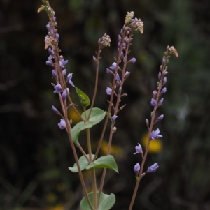 Veronica perfoliata at Cotter River, ACT - 30 Oct 2014 07:29 AM