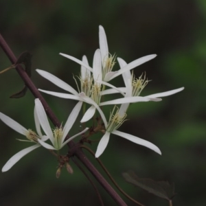 Clematis aristata at Cotter River, ACT - 30 Oct 2014