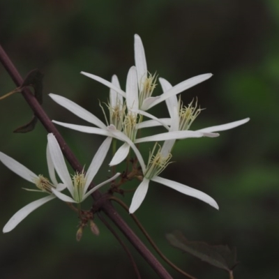 Clematis aristata (Mountain Clematis) at Lower Cotter Catchment - 29 Oct 2014 by KenT