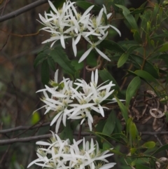 Clematis aristata at Cotter River, ACT - 30 Oct 2014 07:10 AM